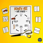 Life Cycle of a Bee Adapted Book and Worksheet for Special Education