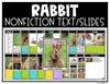 All About Rabbits, Easter Bunny Craft & Activities, Spring Craft Bulletin Board
