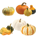 Load image into Gallery viewer, Glorious Gourd Cut Out Seasonal Classroom Decor by UPRINT