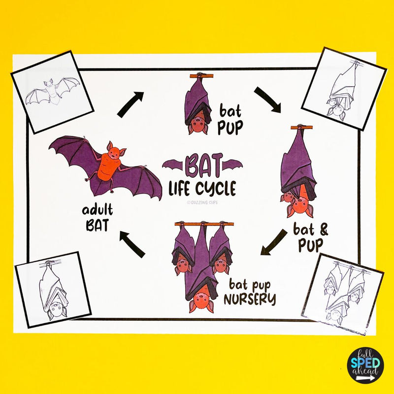 Free Science Life Cycle of a Bat Adaptive Book & Worksheet for Special Education