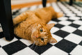 Load image into Gallery viewer, Black and White Checkerboard Rug | Neutral Classroom Rug | Retro Hopscotch | Schoolgirl Style
