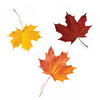 Lovely Leaf Cut Out Fall Classroom Decor by UPRINT